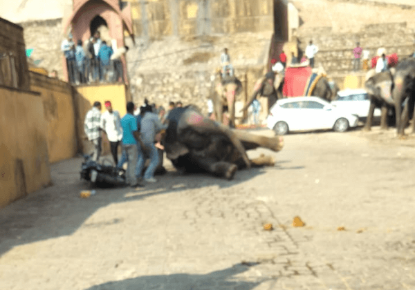 आमेर के किले पर एक और हाथी के हमले में एक व्यक्ति के अस्पताल में भर्ती होने के बाद, PETA इंडिया ने शोषणकारी हाथी सवारी प्रथा को समाप्त करने की अपनी अपील फिर से दोहराई