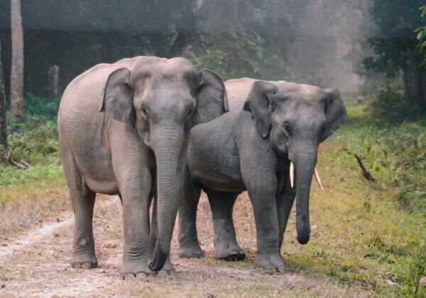 NDTV Changemakers Season 5: How PETA India Is Using Technology to Help Elephants Live Free
