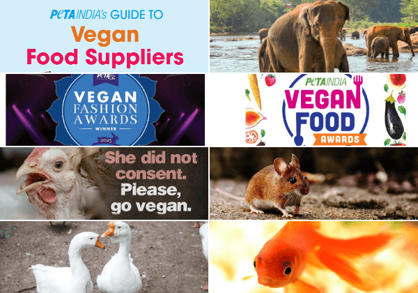 Corporate Compassion in Action: PETA India’s Biggest Wins for Animals in 2025