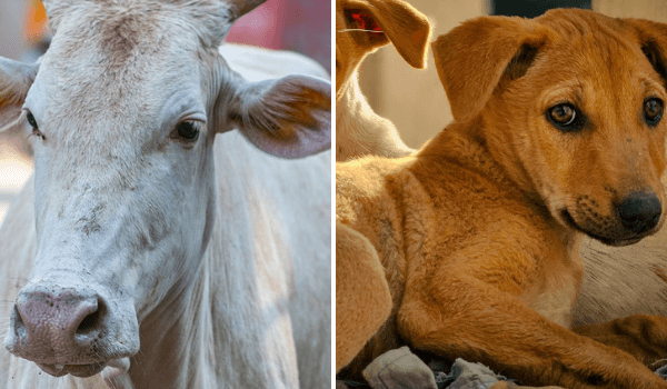 PETA इंडिया ने सुप्रीम कोर्ट में याचिका दायर कर कुत्तों के लिए अंतिम संस्कार वाली चिता के आकार के पिंजरों और गायों को “नज़र से दूर, भूल जाने जैसी” नीति के तहत रखने के खिलाफ विरोध जताया, और समुदायिक पशुओं की आबादी को मानवीय तरीके से संभालने के लिए रोडमैप प्रस्तुत किए।