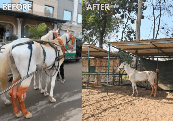 ग्वालियर में पीड़ित घोड़े का रेस्क्यू