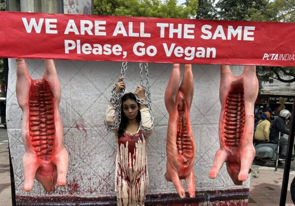 PETA इंडिया के समर्थक “हम सभी पशु हैं” अभियान के अंतर्गत बकरी और सूअर के शवों के रूप में लटके
