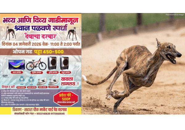 कोल्हापुर: PETA इंडिया की शिकायत के बाद अवैध ग्रेहाउंड रेस (कुत्तों की दौड़) प्रतियोगिता रद्द