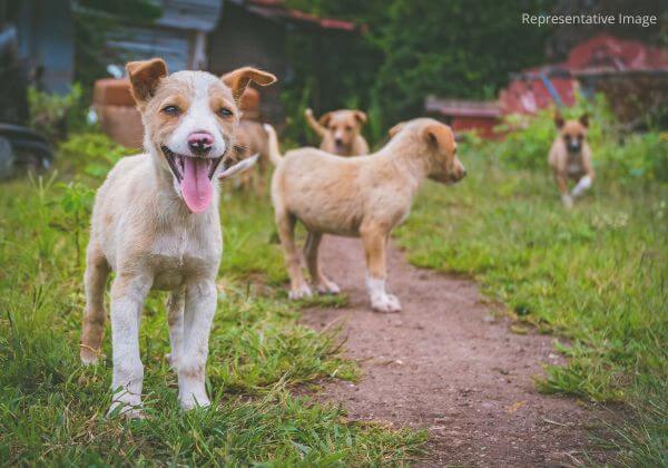 Hyderabad: FIR Registered for Running Over and Crushing a Puppy to Death, Following PETA India Intervention
