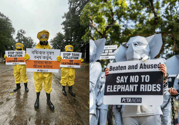 Turning Streets into Statements: How PETA India’s Demonstrations Challenged Cruelty to Animals in 2025
