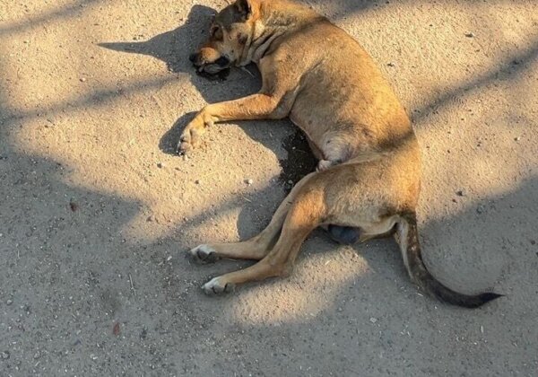 तेलंगाना में PETA इंडिया, SAFI और श्रीमती मेनका गांधी की मध्यस्थता के बाद 30 सामुदायिक कुत्तों की हत्या के मामले में FIR दर्ज