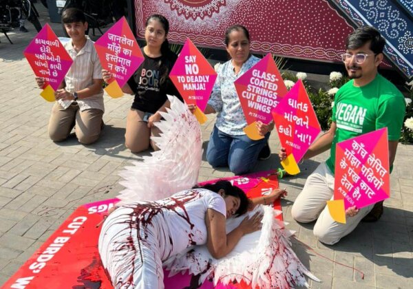 उत्तरायण से पहले अहमदाबाद में एक विशाल पतंग पर ‘घायल पक्षी’ ने लोगों से पक्षियों के बारे में सोचने की अपील की