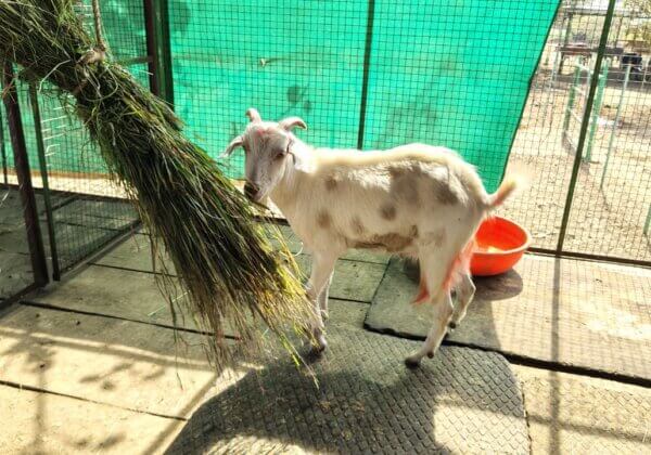 PETA इंडिया की मध्यस्थता और दीमापुर SPCA की कार्रवाई के बाद नॉर्थ ईस्ट सन सर्कस दीमापुर से एक और बकरी का बचाव