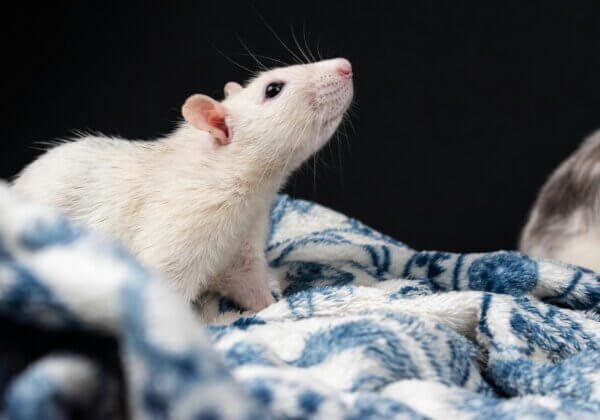 Progress! US EPA Recommits to Ending Animal Tests by 2035