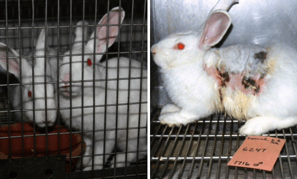 Urge the Authorities to Prioritise Non-Animal Methods for Pesticide Toxicity