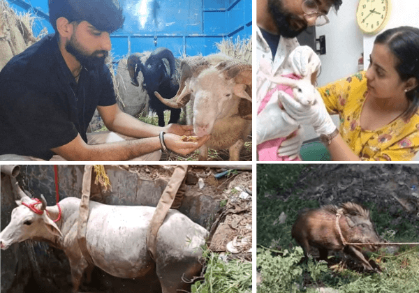 2025: A Year of Breakthroughs in Animal Welfare and Rescue By Emergency and Rapid Response Teams