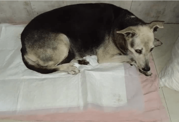 PETA इंडिया के हस्तक्षेप के बाद, मुंबई के कांदिवली पूर्व क्षेत्र में मादा कुत्ते के बलात्कार मामले में एफआईआर दर्ज