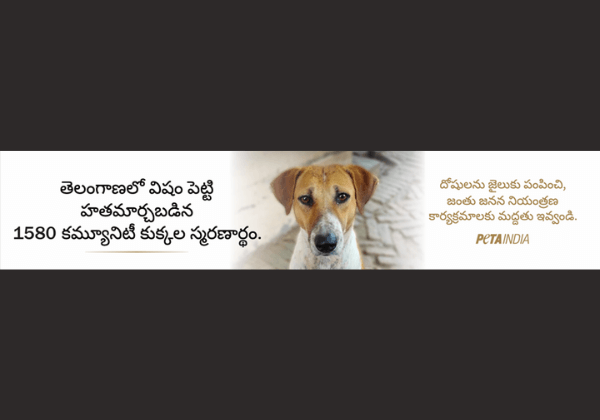 Memorial Billboard by PETA India Highlights More Than 1,500 Community Dogs Poisoned to Death in Telangana