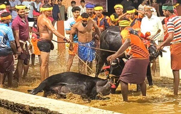 कंबाला में क्रूरता पर रोक लगाने के लिए PETA इंडिया ने सर्वोच्च न्यायालय का रुख किया, राज्य को सौंपी जाँच की नई रिपोर्ट