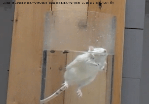 VICTORY for Small Animals: Guru Angad Dev Veterinary and Animal Sciences University Scraps Cruel Experiment After Hearing from PETA India