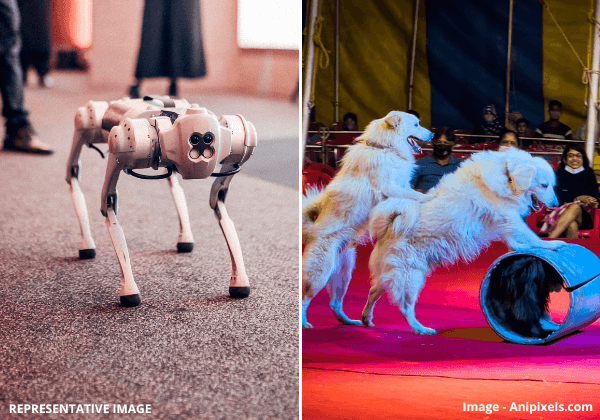 PETA इंडिया पूछता है – “क्या गलगोटियास विश्वविद्यालय सर्कसों में पशुओं की जगह लेने में मदद के लिए रोबो कुत्ता ‘ओरियन’ दान करेगा?”