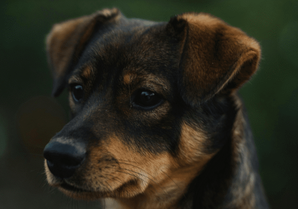 PETA इंडिया की शिकायत के बाद, मथुरा में नन्हे कुत्ते को पीट-पीटकर मारने वाले आरोपी व्यक्ति के खिलाफ FIR दर्ज