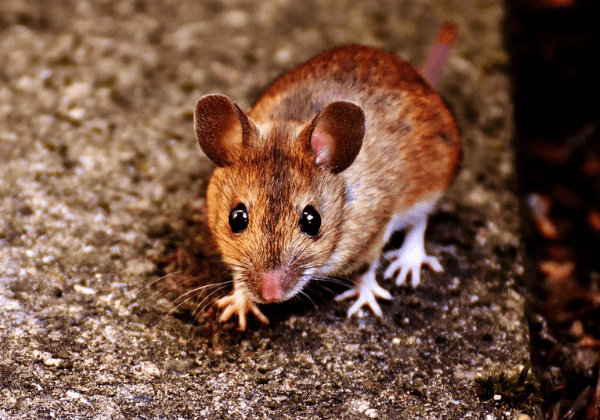 तमिलनाडु के Evolute Bioscience ने PETA इंडिया के साथ साझेदारी कर फार्माकोलॉजी की कक्षाओं में पशुओं पर होने वाले प्रयोग समाप्त करने का निर्णय लिया, जिससे हर वर्ष दर्जनों पशुओं की जान बचेगी