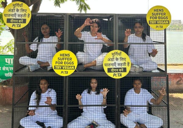 रायपुर: PETA इंडिया और छत्तीसगढ़ के वीगन्स की महिलाओं ने अंतरराष्ट्रीय महिला दिवस के अवसर पर एक जागरूकता अभियान के तहत मुर्गियों के समर्थन में खुद को पिंजरों में बंद किया।