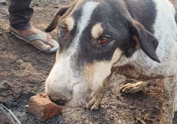 Animals Rescued from Ghaziabad Fire by PETA India