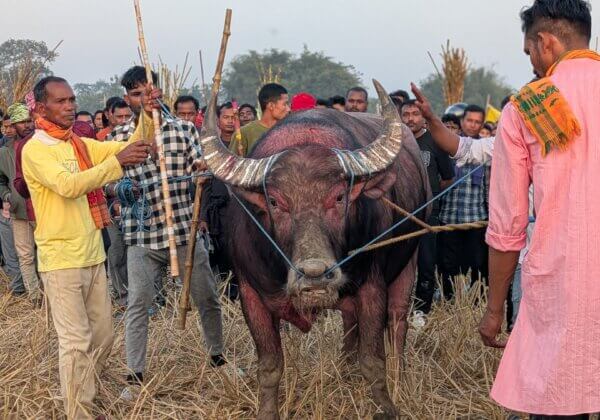 BLOOD DRENCHED & BEATEN: PETA India Moves Gauhati High Court With Latest Investigation into Violent & Illegal Buffalo Fights