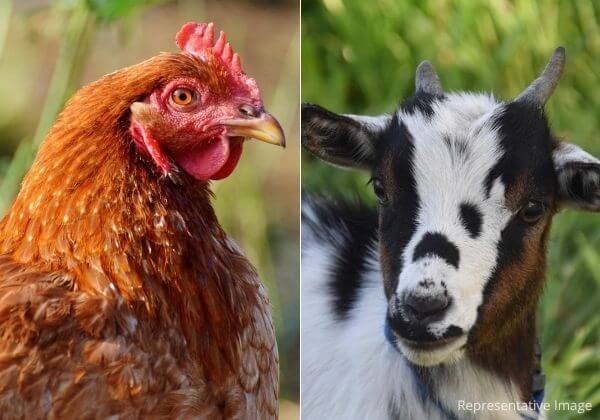 FIR Registered Against Illegal Sacrifice of Goats and Chickens at Sri Shakti Karumariamman Temple, Bengaluru, Following PETA India Intervention