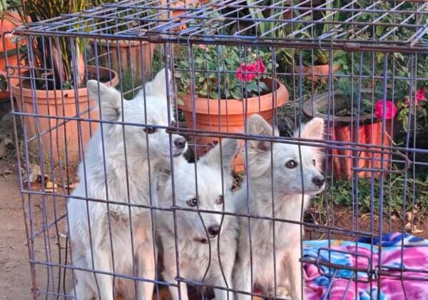 Five Dogs Rescued from Jyoti Circus in Sakti, Following Intervention by PETA India & Vatika Animal Sanctuary