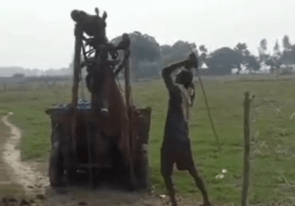 सामने के पैरों से लटकाकर घोड़े की बेरहमी से पिटाई- PETA इंडिया की शिकायत पर बलिया में FIR दर्ज
