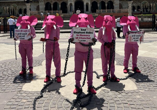 Chained Pink ‘Elephants,’ Demand End to Elephant Rides Ahead of Save The Elephant Day in Memory of Chanchal