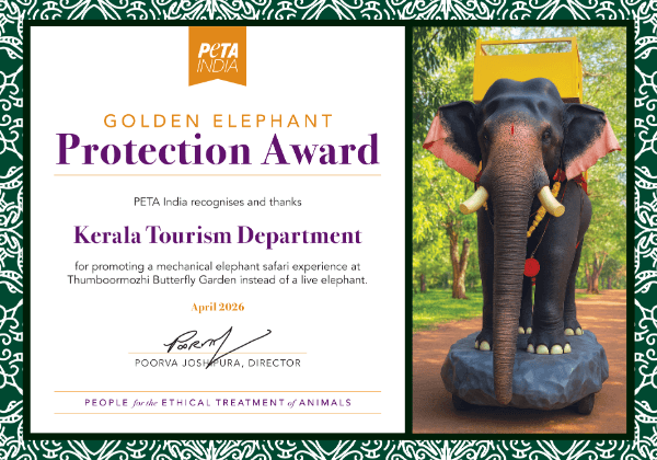 Kerala Department of Tourism Earns PETA India Award for Mechanical Elephant Safari in Lead Up to Save the Elephant Day