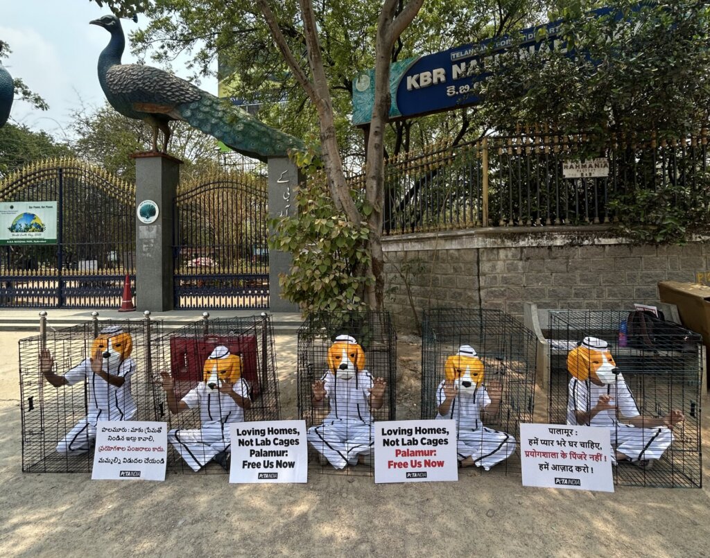 Caged ‘Beagles’ Make Plea for Animals Imprisoned at Palamur Biosciences ...
