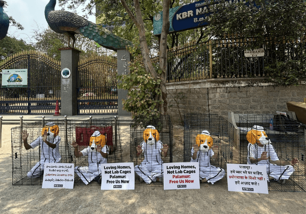 “विश्व प्रयोगशाला पशु दिवस ” पर PETA इंडिया के प्रदर्शन में पिंजरों में कैद ‘बीगल’ ने पालामूर बायोसाइंसेज़ में कैद पशुओं के लिए अपील की।