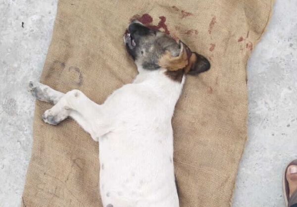 हरिद्वार में कुत्ते के छोटे से बच्चे को गाड़ी से कुचलकर मारने के मामले में FIR दर्ज