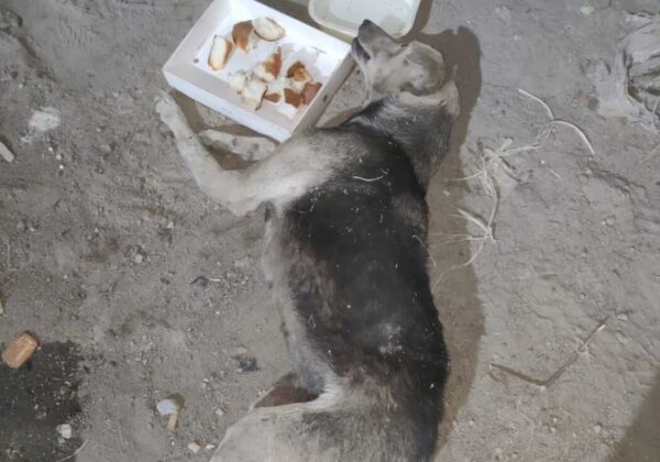 FIR Registered for Running a Tractor over a Dog in Electronic City, Bengaluru