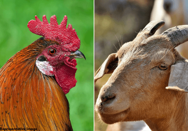 Mass Sacrifice of Animals Prevented at Beerappa Temple Near Secunderabad Following PETA India Intervention