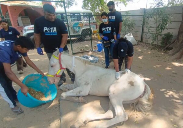 Two Ailing Horses Used for Weddings Left for Dead in Delhi NCR—PETA India Facilitates Rescue