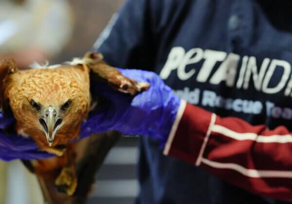 Alappuzha Police and Ranni Forest Division Crackdown on Illegal Possession of Brahminy Kites by Restaurants, Following PETA India Complaint
