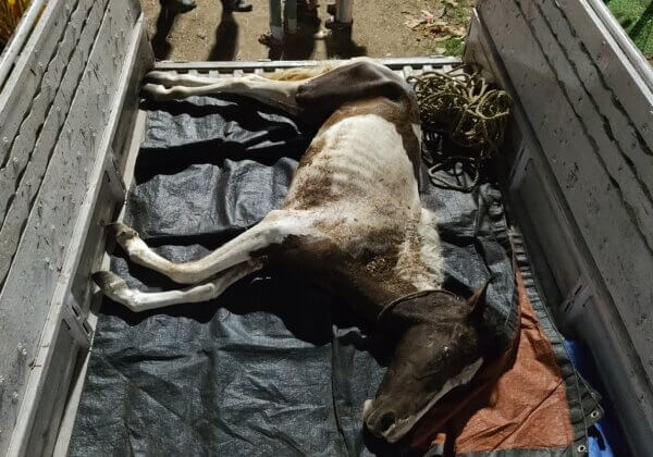 Kolkata’s Horse Death Toll Mounts: PETA India Files FIR For Dying Young Mare Left to Rot Near Maidan