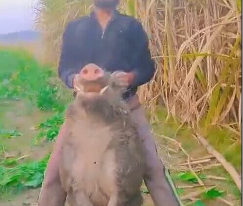 FIR Registered in Amroha Over Viral Videos of Hunting Wild Boars, Following PETA India Complaint
