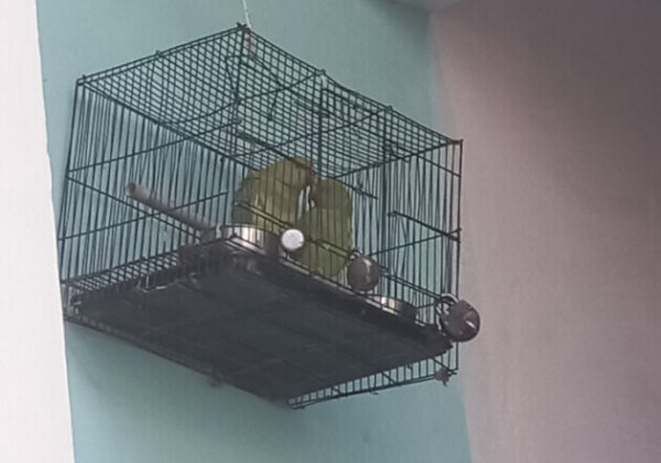 Two Parakeets Rescued and Released by Bhojpur Forest Division Following PETA India’s Intervention