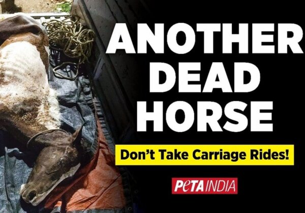 After Another Horse Death, PETA India Launches New “Don’t Take Carriage Rides!” Billboard Campaign in Kolkata