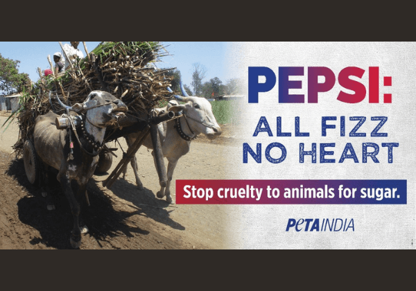 पेप्सी शुगर इंडस्ट्री में बैलों पर होने वाली क्रूरता को दे रहा है- PETA इंडिया के नए बिलबोर्ड संदेश में कार्रवाई की मांग