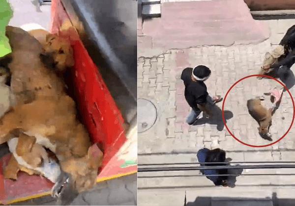 Seven Booked After Community Dog Killed in Assault During Illegal Relocation Attempt in Roorkee, Following PETA India Intervention