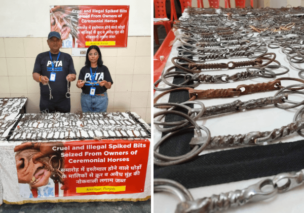 Punjab Animal Husbandry Department, With Support from PETA India, Seizes Hundreds of Illegal Spiked Bits Used to Control Horses for Weddings and Brick Kilns Across Punjab