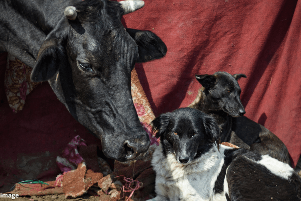 PETA India’s Point-by-Point on the Supreme Court’s Dog and Cattle Directions