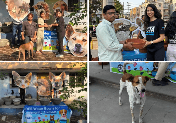 Dino Morea and Slidey in New PETA Ad - Blog - PETA India