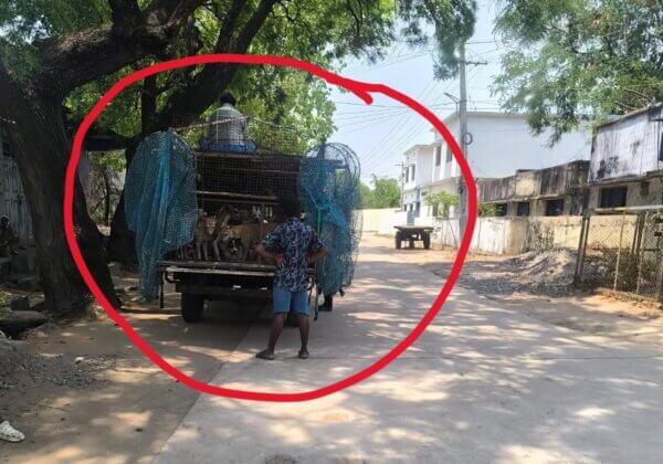 Jagtial Police Register FIR for Cruel Capture and Illegal Relocation of Over a Hundred Dogs, Following Complaint by PETA India and SAFI