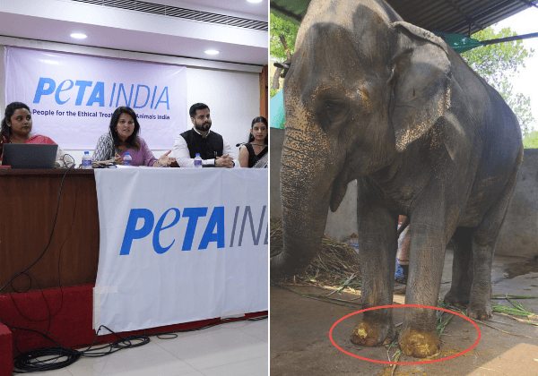 “Betrayal of Elephant Madhuri”: PETA India Exposes Math’s Plan to Rip Madhuri from Elephant Company and Jail Her in Same Bleak Shed Where She Lived Chained