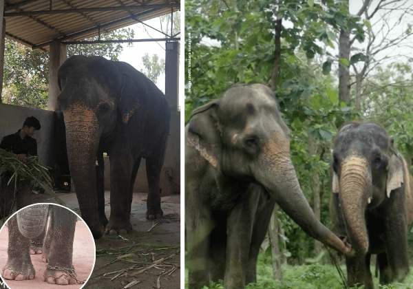 No Approval to Move Elephant Madhuri by Supreme Court High Powered Committee—Public Promises of Her Return to Kolhapur are Baseless