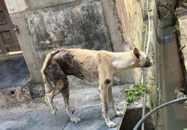 FIR Registered Against Man for Throwing Acid on Mother Dog, Killing Her in Sangli, Following PETA India Action